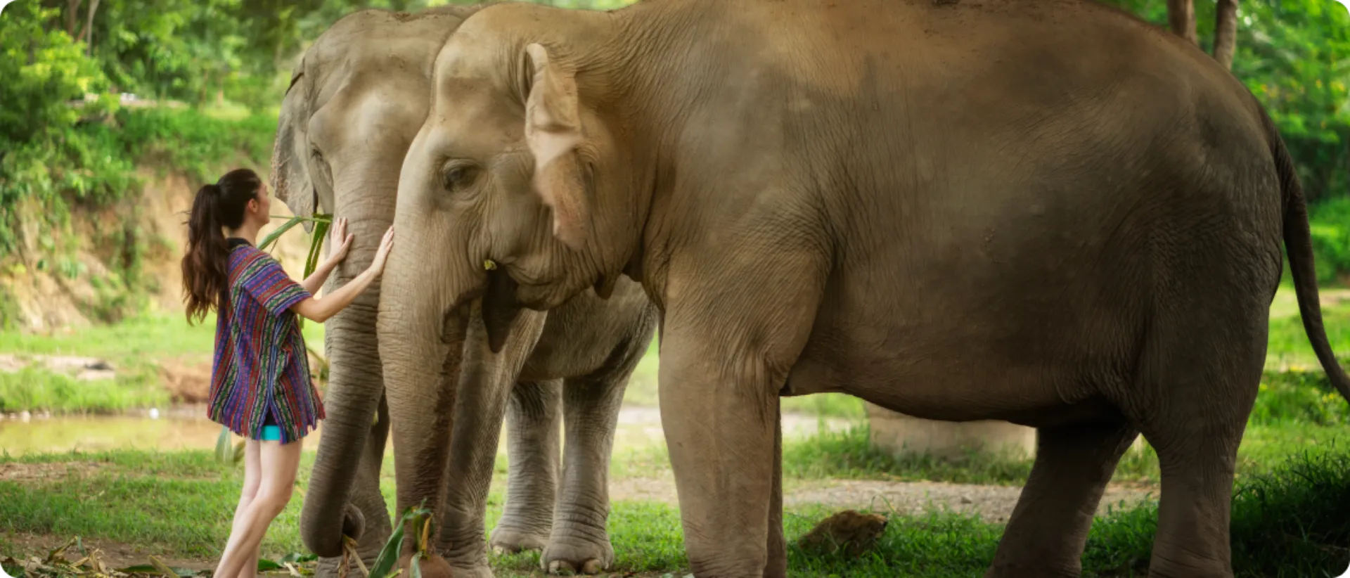 Traveler gently connecting with elephants at ethical sanctuary in Thailand - no rides, no chains